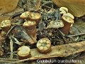 Crucibulum crucibuliforme-amf734-3